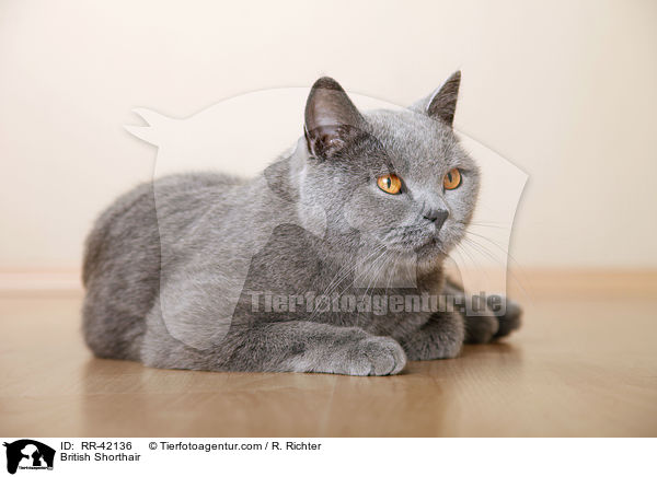 Britisch Kurzhaar / British Shorthair / RR-42136