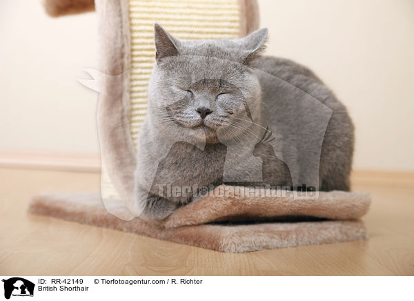 Britisch Kurzhaar / British Shorthair / RR-42149