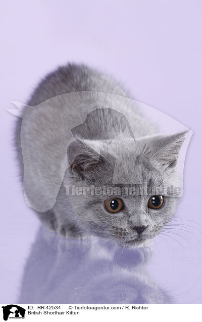 Britisch Kurzhaar Ktzchen / British Shorthair Kitten / RR-42534