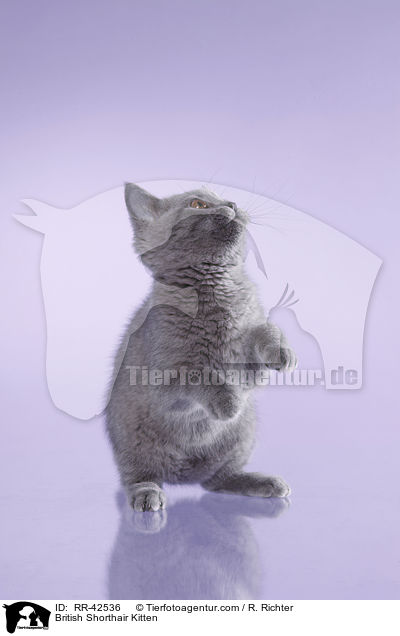 Britisch Kurzhaar Ktzchen / British Shorthair Kitten / RR-42536