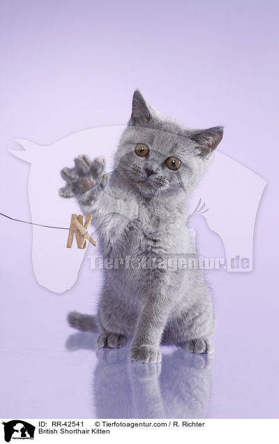Britisch Kurzhaar Ktzchen / British Shorthair Kitten / RR-42541