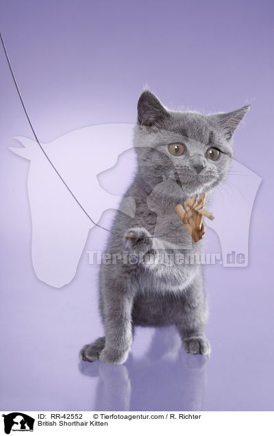 Britisch Kurzhaar Ktzchen / British Shorthair Kitten / RR-42552