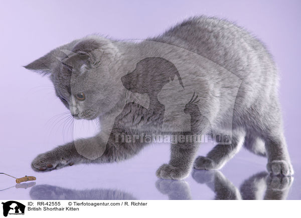 Britisch Kurzhaar Ktzchen / British Shorthair Kitten / RR-42555