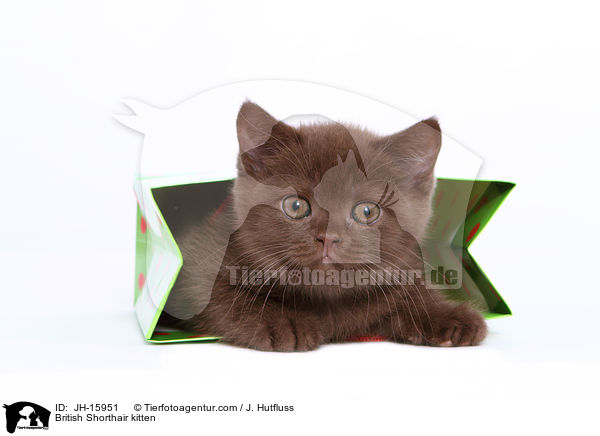 Britisch Kurzhaar Ktzchen / British Shorthair kitten / JH-15951