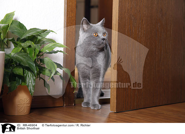 Britisch Kurzhaar steht in der Tr / British Shorthair / RR-46904