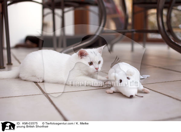 junge Britisch Kurzhaar / young British Shorthair / KMI-03575