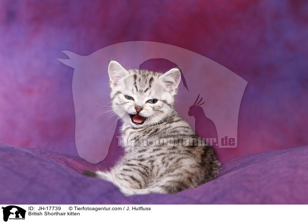 Britisch Kurzhaar Ktzchen / British Shorthair kitten / JH-17739