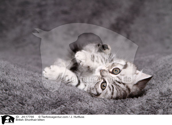 Britisch Kurzhaar Ktzchen / British Shorthair kitten / JH-17766