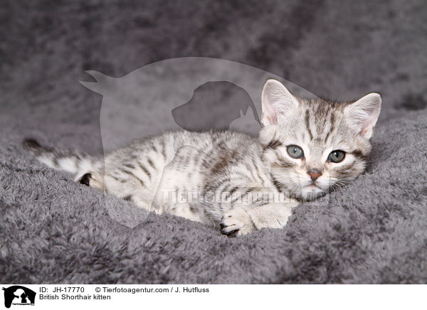 Britisch Kurzhaar Ktzchen / British Shorthair kitten / JH-17770