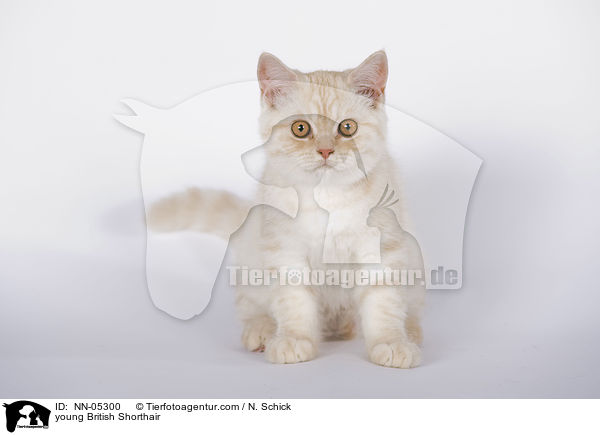 junge Britisch Kurzhaar / young British Shorthair / NN-05300