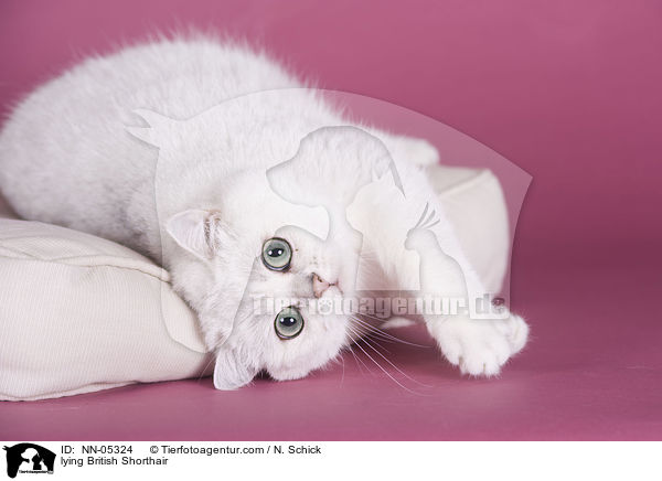 lying British Shorthair / NN-05324