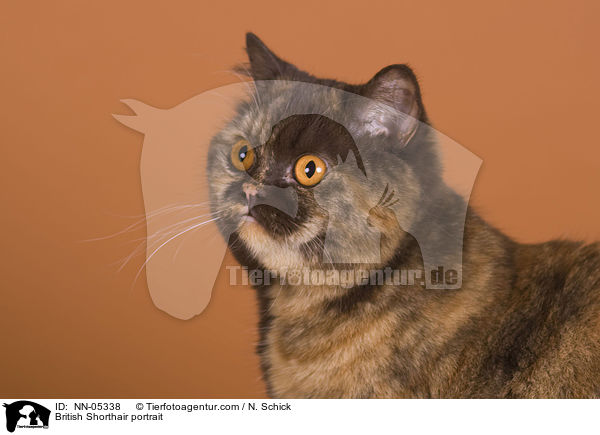 Britisch Kurzhaar Portrait / British Shorthair portrait / NN-05338