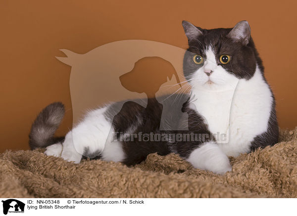 liegende Britisch Kurzhaar / lying British Shorthair / NN-05348