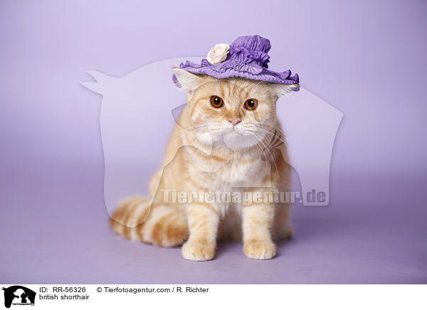 Britisch Kurzhaar / british shorthair / RR-56326