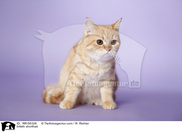 Britisch Kurzhaar / british shorthair / RR-56328