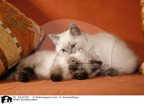 Britisch Kurzhaar Ktzchen / British Shorthair kitten / SS-32720