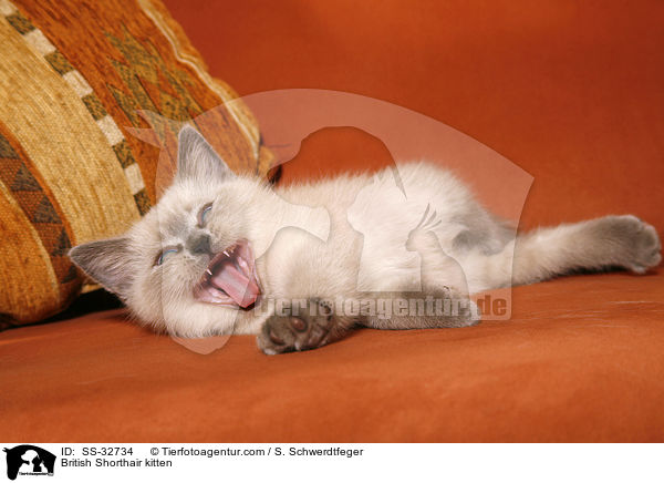 Britisch Kurzhaar Ktzchen / British Shorthair kitten / SS-32734