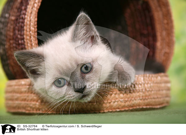 Britisch Kurzhaar Ktzchen / British Shorthair kitten / SS-32764