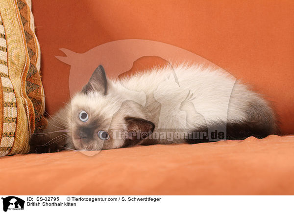 Britisch Kurzhaar Ktzchen / British Shorthair kitten / SS-32795