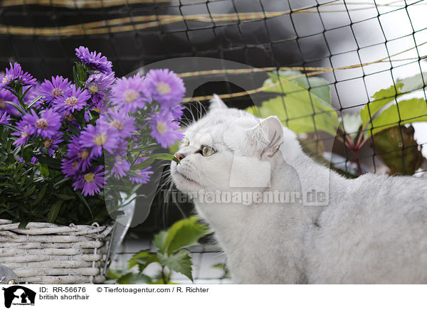 Britisch Kurzhaar / british shorthair / RR-56676