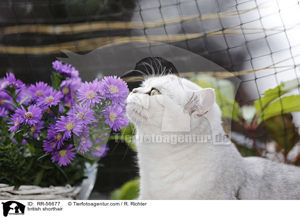 Britisch Kurzhaar / british shorthair / RR-56677