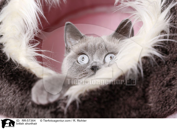 Britisch Kurzhaar / british shorthair / RR-57364