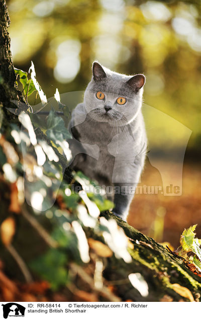 stehende Britisch Kurzhaar / standing British Shorthair / RR-58414