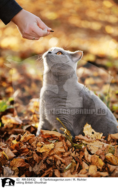 sitzende Britisch Kurzhaar / sitting British Shorthair / RR-58432