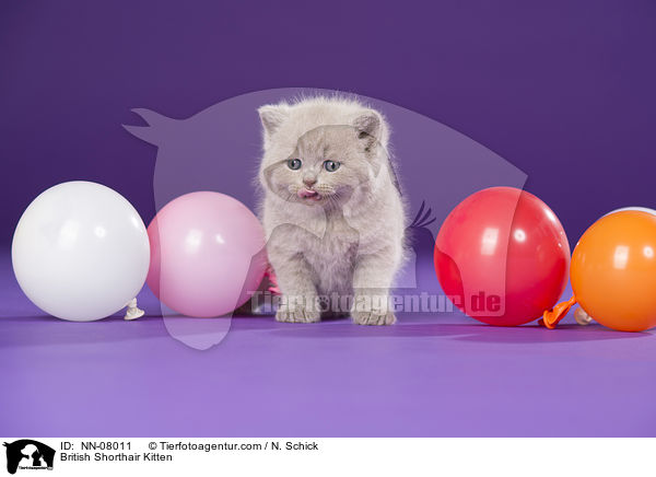 Britisch Kurzhaar Ktzchen / British Shorthair Kitten / NN-08011