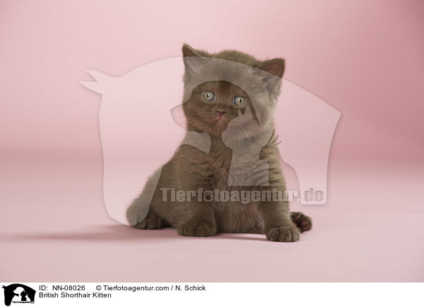 Britisch Kurzhaar Ktzchen / British Shorthair Kitten / NN-08026