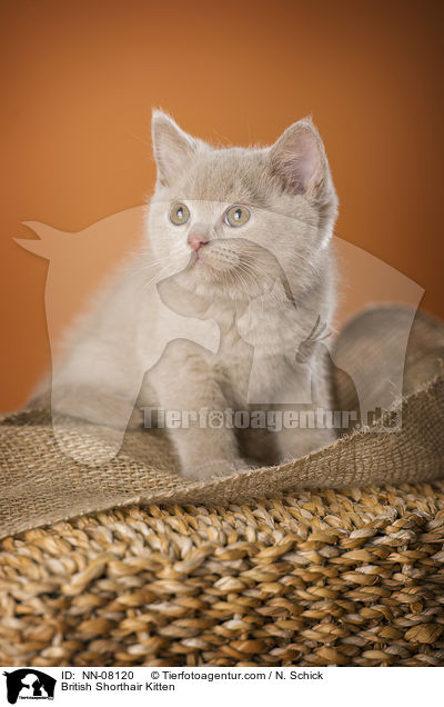 Britisch Kurzhaar Ktzchen / British Shorthair Kitten / NN-08120