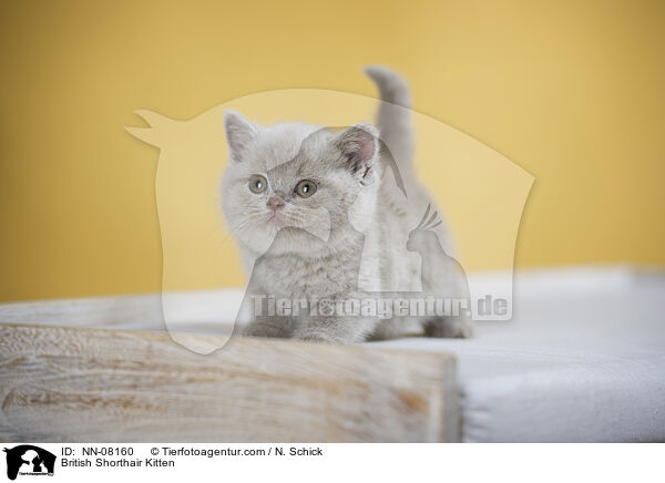 Britisch Kurzhaar Ktzchen / British Shorthair Kitten / NN-08160