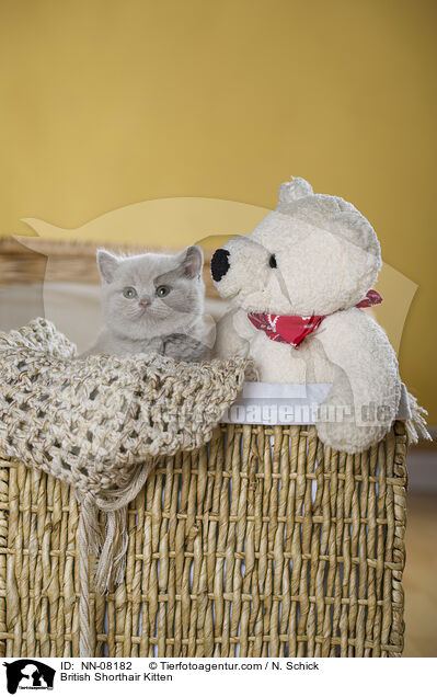 Britisch Kurzhaar Ktzchen / British Shorthair Kitten / NN-08182