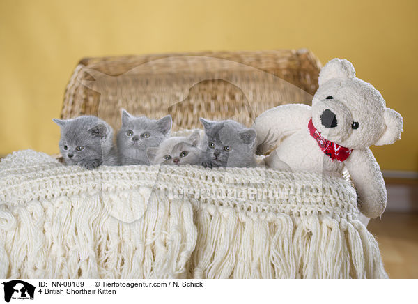 4 Britisch Kurzhaar Ktzchen / 4 British Shorthair Kitten / NN-08189