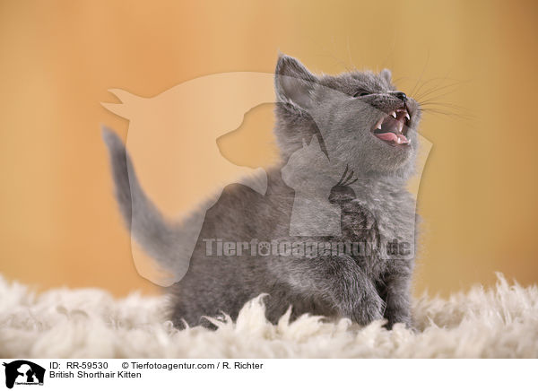 Britisch Kurzhaar Ktzchen / British Shorthair Kitten / RR-59530