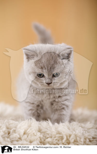 Britisch Kurzhaar Ktzchen / British Shorthair Kitten / RR-59532