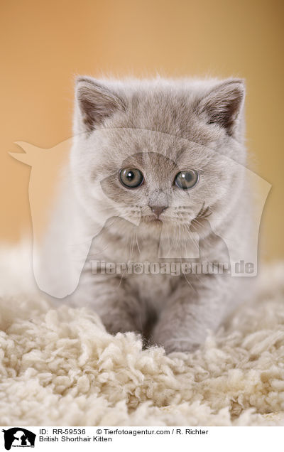 Britisch Kurzhaar Ktzchen / British Shorthair Kitten / RR-59536