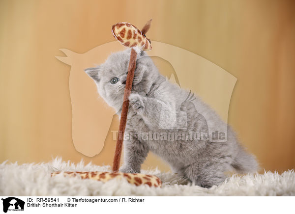 Britisch Kurzhaar Ktzchen / British Shorthair Kitten / RR-59541