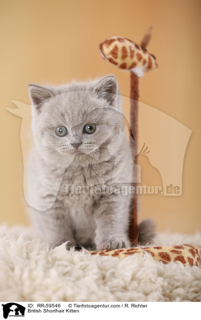 Britisch Kurzhaar Ktzchen / British Shorthair Kitten / RR-59546