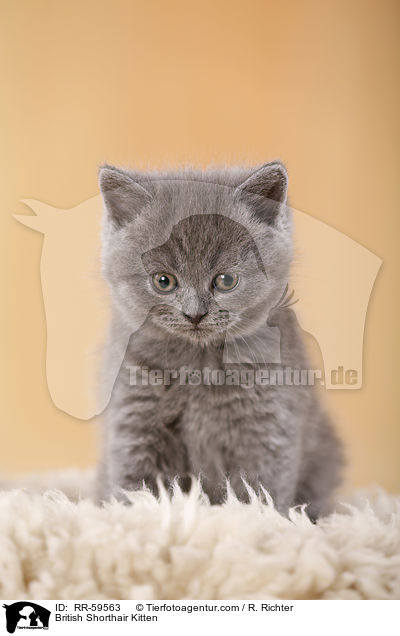 Britisch Kurzhaar Ktzchen / British Shorthair Kitten / RR-59563