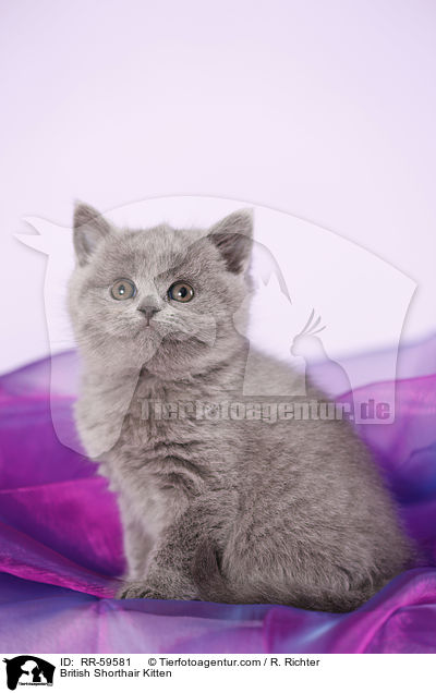 Britisch Kurzhaar Ktzchen / British Shorthair Kitten / RR-59581