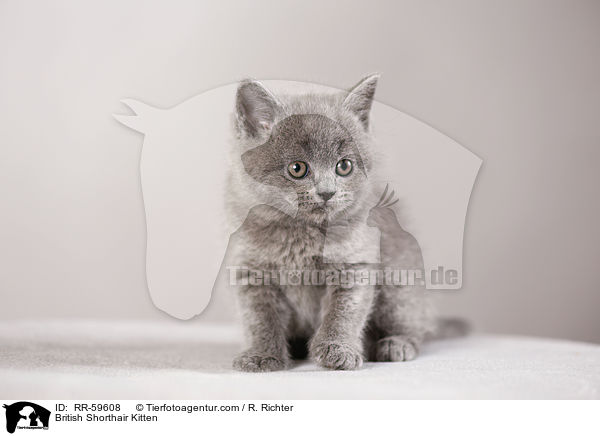 Britisch Kurzhaar Ktzchen / British Shorthair Kitten / RR-59608