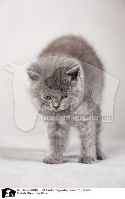 Britisch Kurzhaar Ktzchen / British Shorthair Kitten / RR-59609
