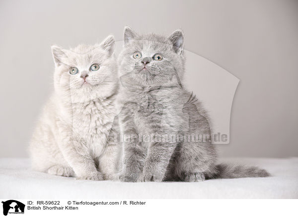 Britisch Kurzhaar Ktzchen / British Shorthair Kitten / RR-59622