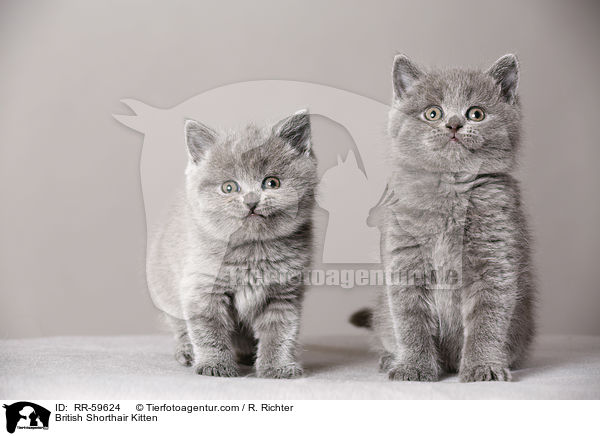 Britisch Kurzhaar Ktzchen / British Shorthair Kitten / RR-59624