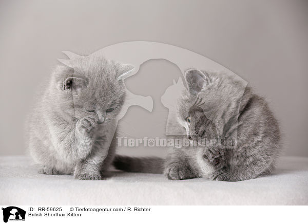 Britisch Kurzhaar Ktzchen / British Shorthair Kitten / RR-59625