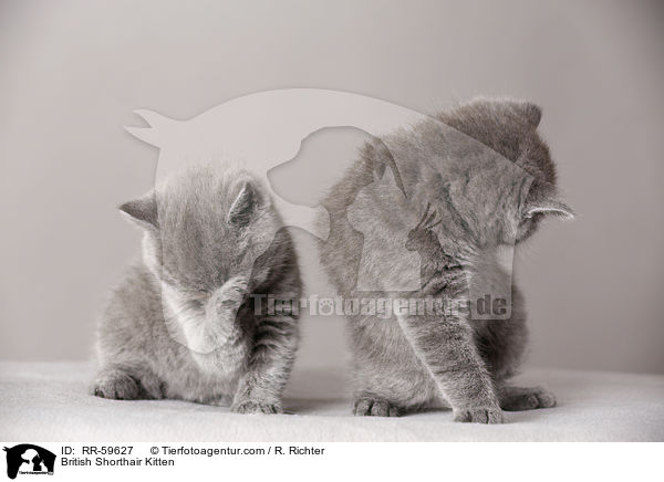 Britisch Kurzhaar Ktzchen / British Shorthair Kitten / RR-59627