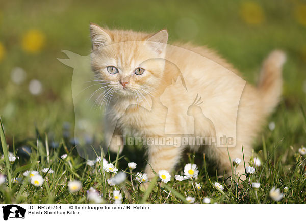 Britisch Kurzhaar Ktzchen / British Shorthair Kitten / RR-59754