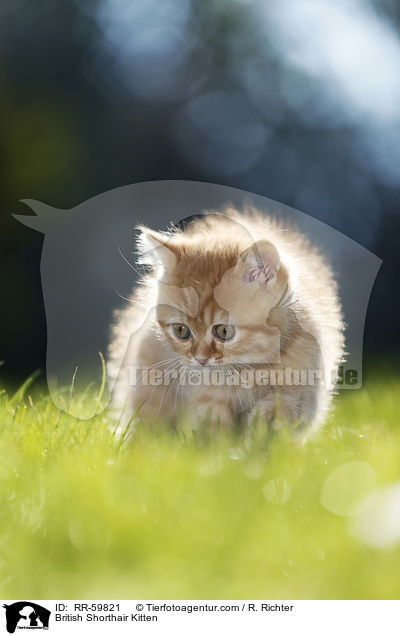 Britisch Kurzhaar Ktzchen / British Shorthair Kitten / RR-59821