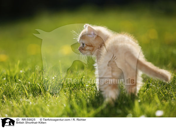 Britisch Kurzhaar Ktzchen / British Shorthair Kitten / RR-59825